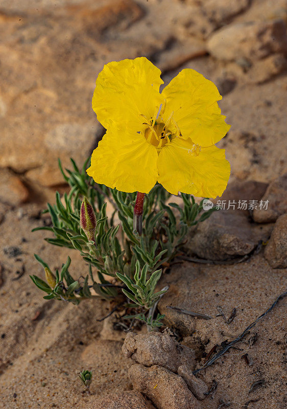 黄色月见草，长管月见草，Oenothera flava变种;大楼梯-埃斯卡兰特国家纪念碑，犹他州;柳叶菜科的家庭